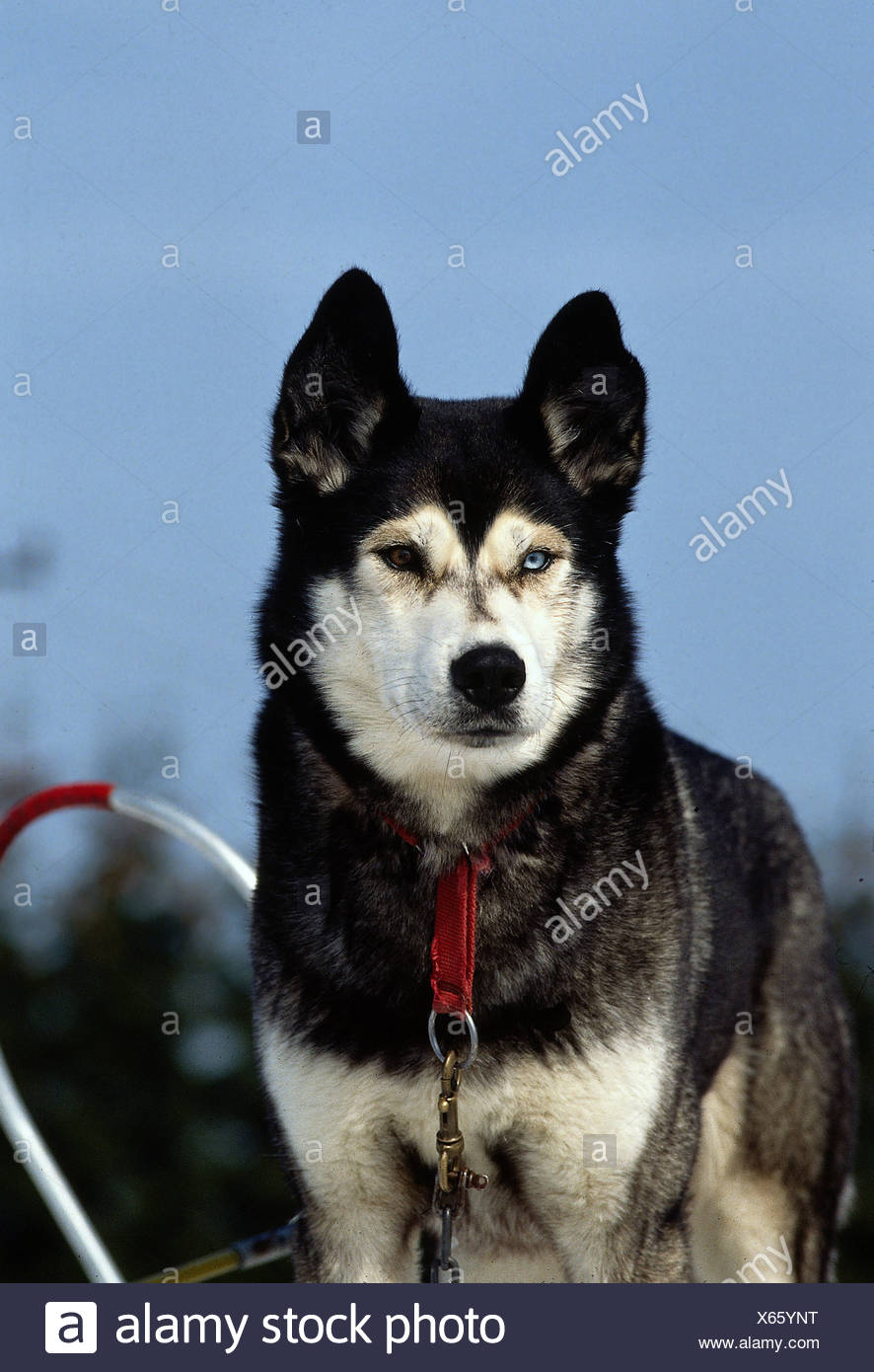 Zoologie Tiere Saugetier Saugetier Hunde Canis Lupus Familiaris Hunderassen Huskies Husky Blau Rote Augen Farbige Augen Stockfotografie Alamy