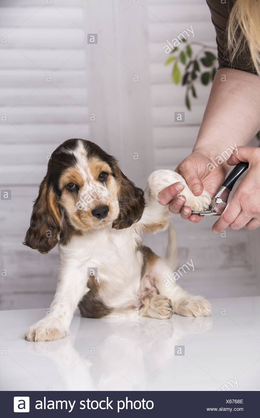 Krallen Schneiden Beim English Cocker Spaniel Welpen Stockfotografie Alamy