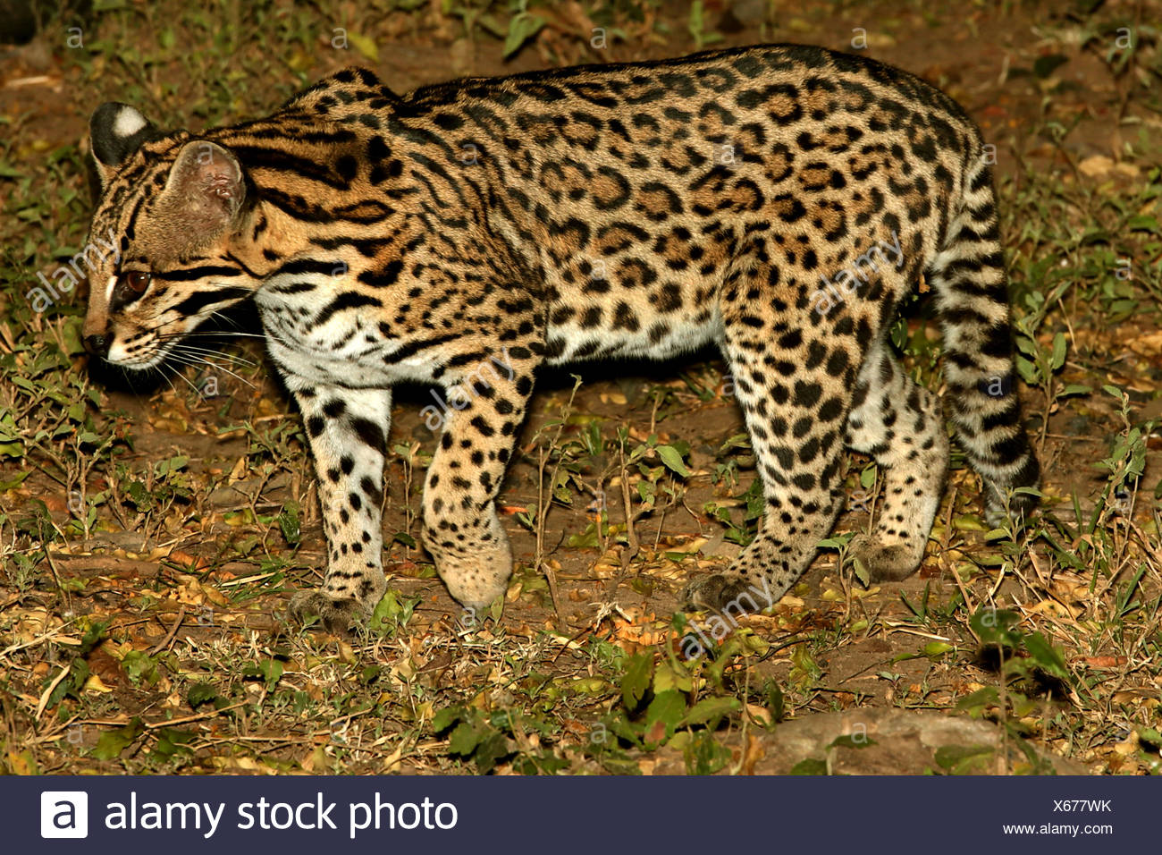 ozelot-leopardus-pardalis-stockfotos-und-bilder-kaufen-alamy