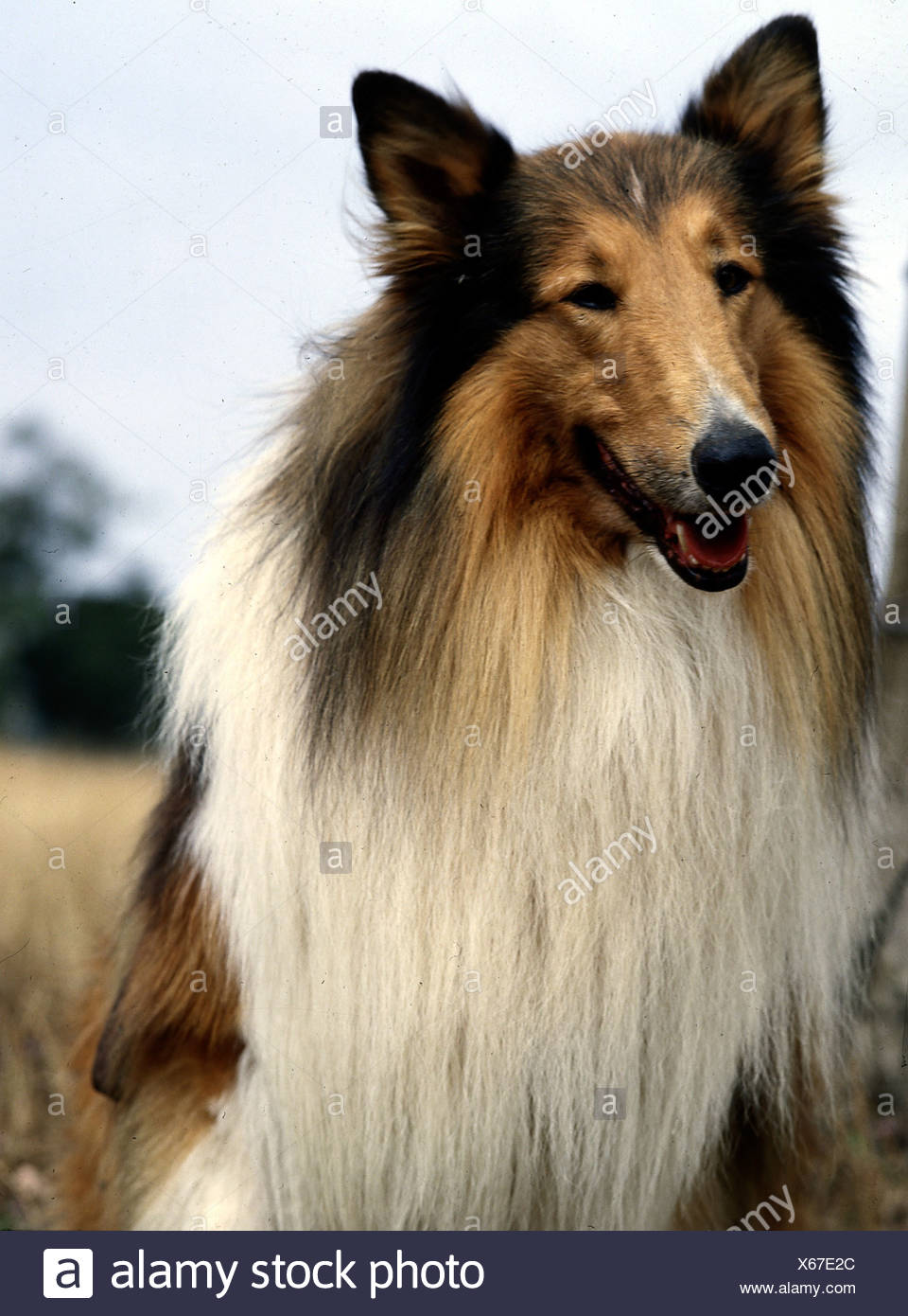 Lassie Collie Stockfotos und bilder Kaufen Alamy