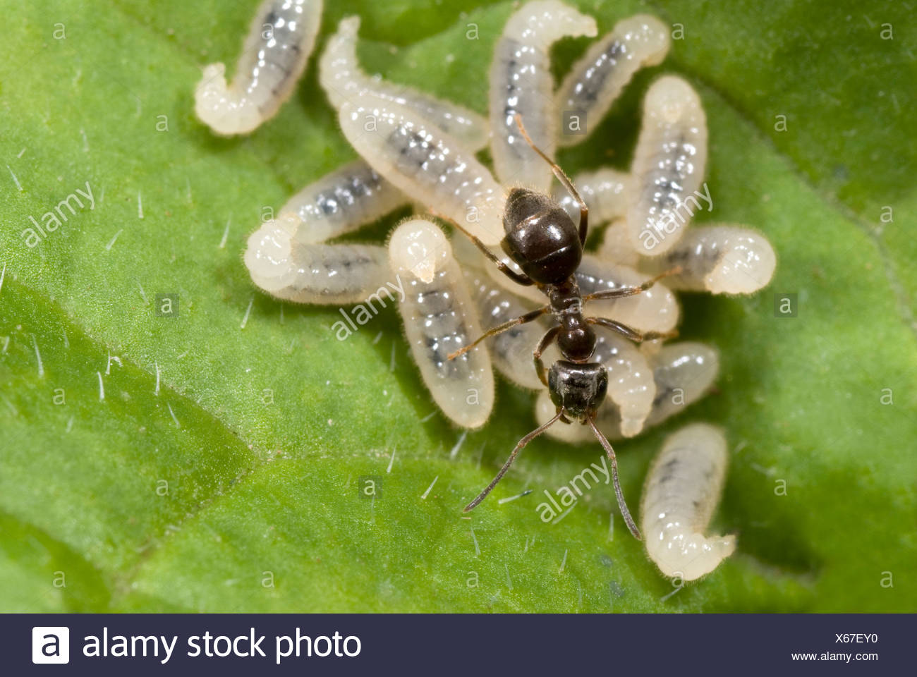 Schwarzer Garten Ameisen Lasius Niger Tragende Larven Unter
