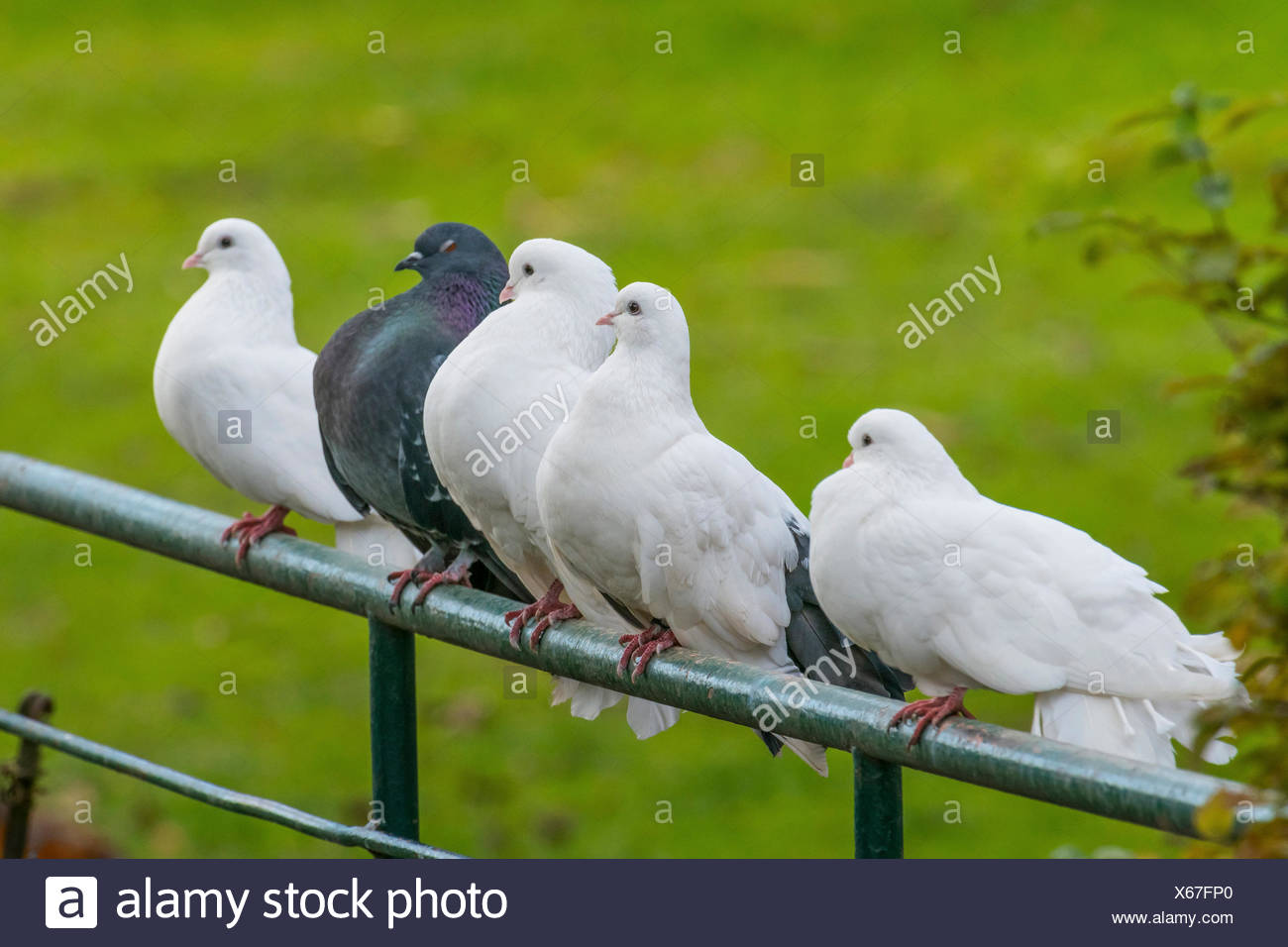 Fantail Tauben Stockfotos Und Bilder Kaufen Alamy