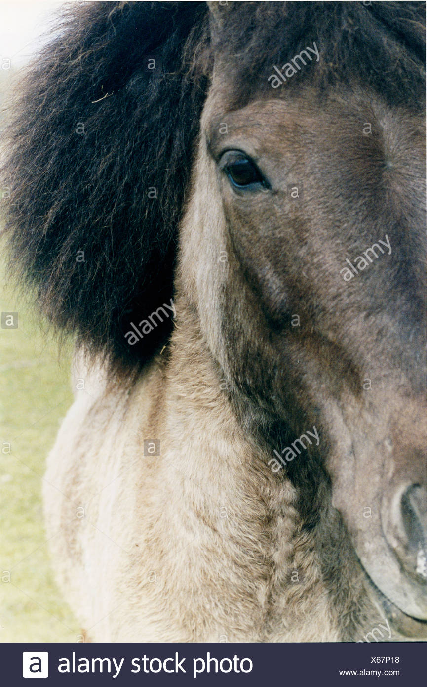 Ein Pferd mit flauschigen Mähne Stockfotografie Alamy Flauschiges Pferd Stockfotos und bilder Kaufen Alamy