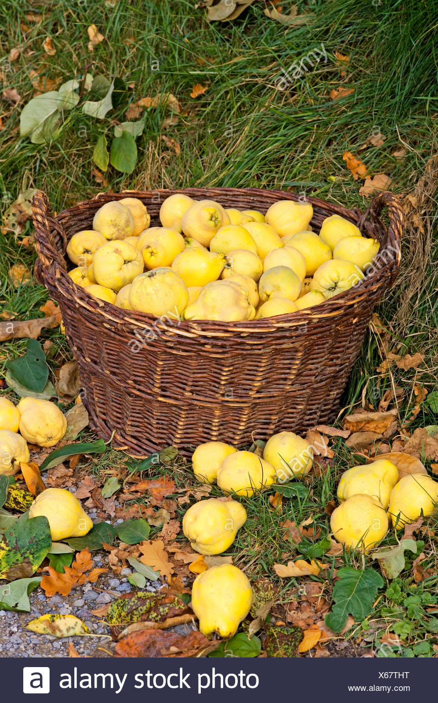 Quitten Ernte In Einem Korb Stockfoto Bild 279226804 Alamy