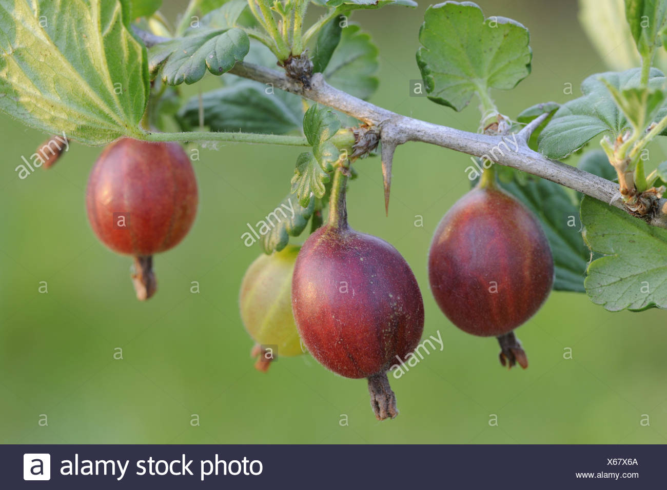 Rote Stachelbeeren Beeren Gesunde Mittlere Nahaufnahme Reif