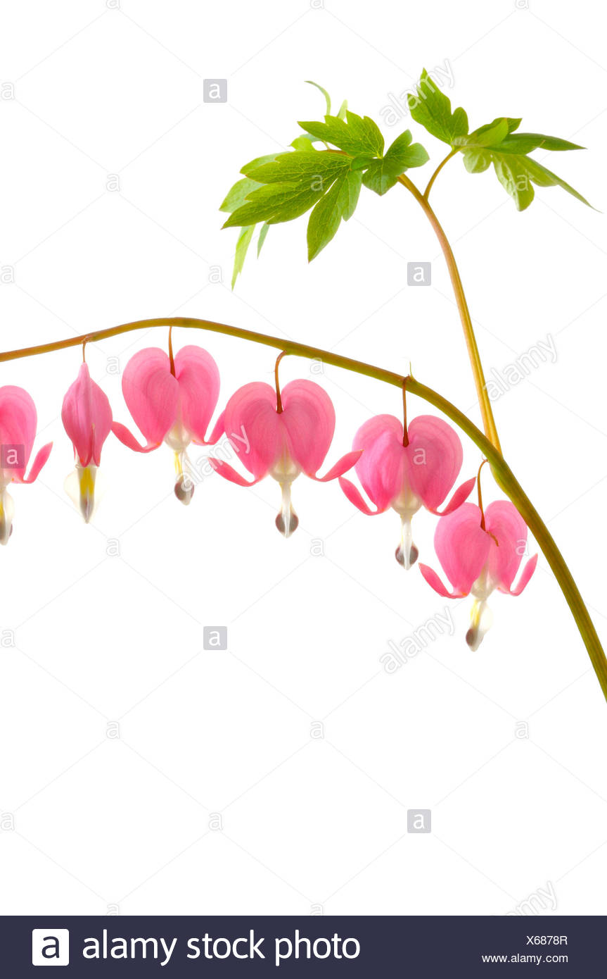 Tranendes Herz Dicentra Spectabilis Stockfotografie Alamy
