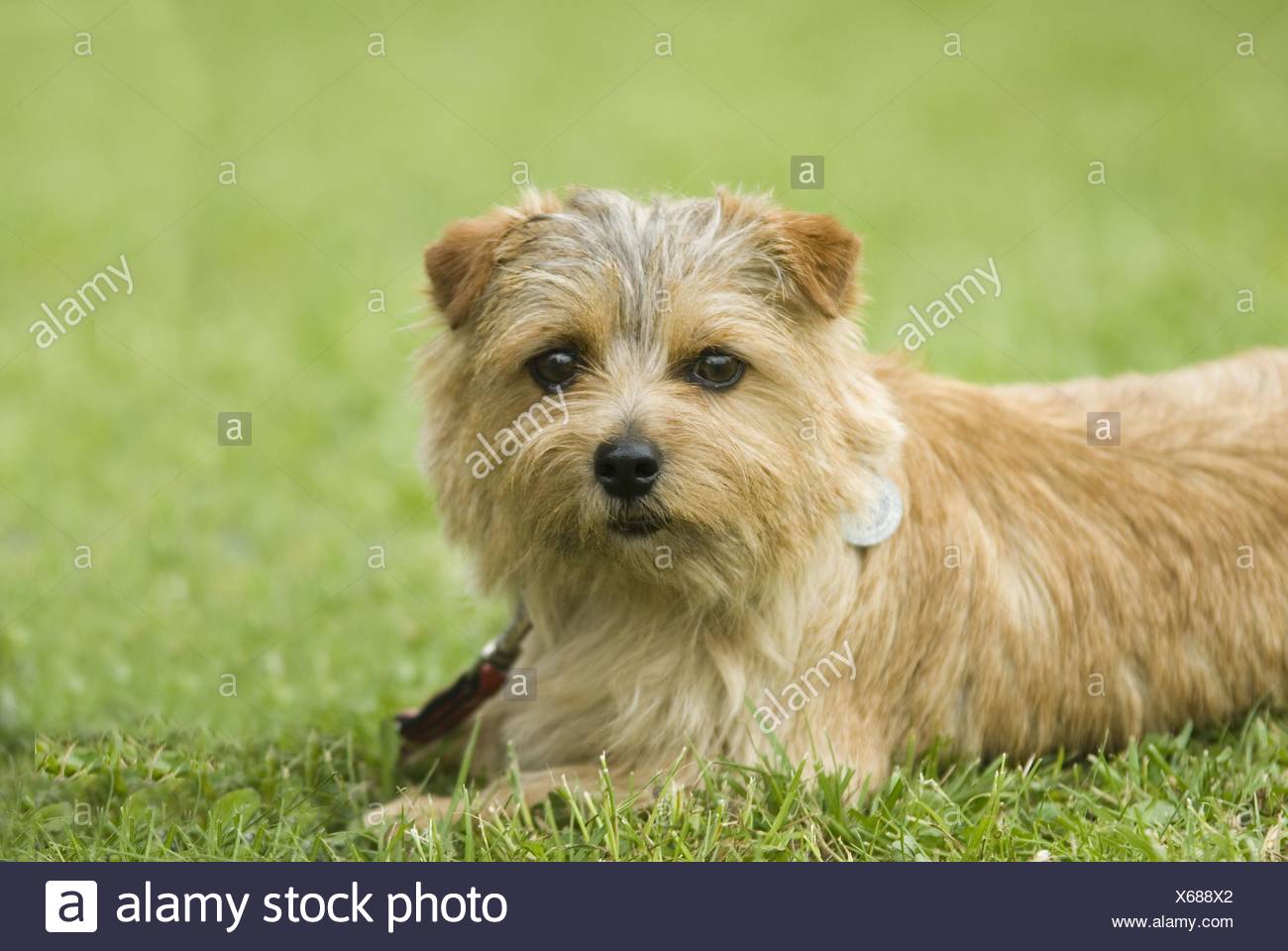 Norfolk Terrier Stockfotos Und Bilder Kaufen Alamy Norfolk Terrier Stockfotos Und Bilder Kaufen Alamy