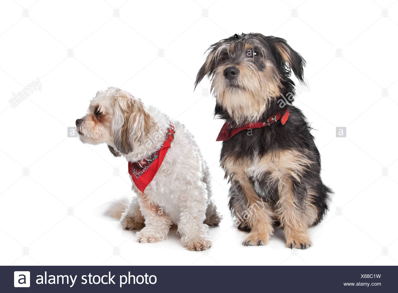 Maltese Dog Sitting Stockfotos Und Bilder Kaufen Seite 2 Alamy