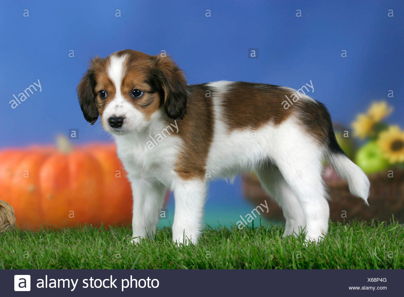 Kleine Hollandische Wasservogel Hund Welpe 7 Wochen Kooikerhondje Seite Stockfotografie Alamy