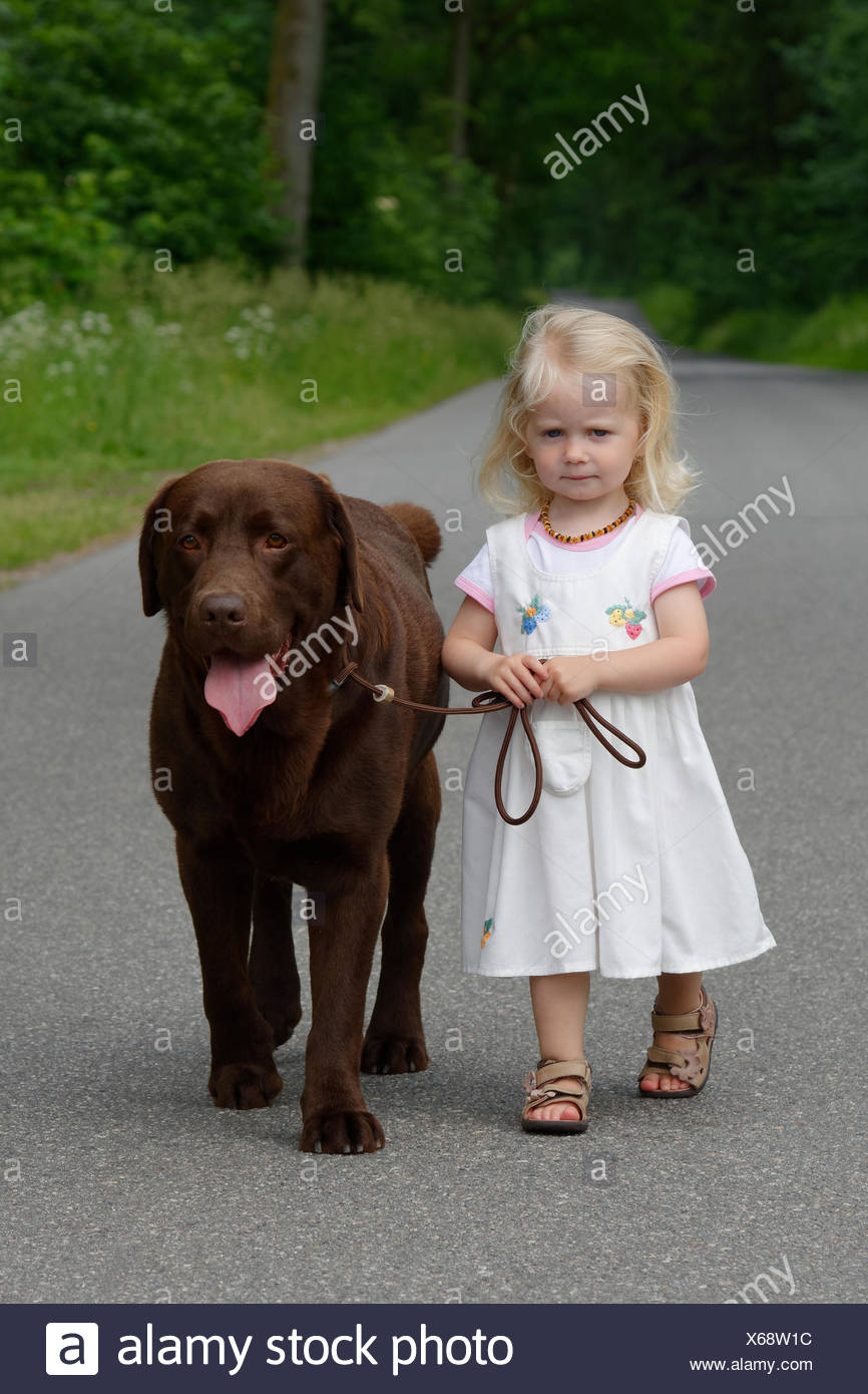 Kleines Madchen 2 Jahre Alt Geht Hund Brauner Labrador Retriever Spazieren Stockfotografie Alamy