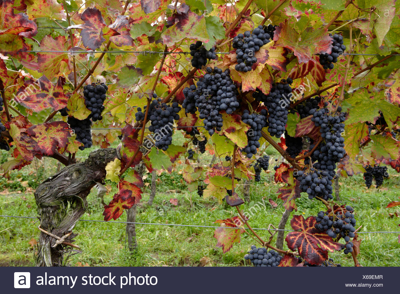 Trauben Reif Fur Die Ernte Eiswein Herbst Weinberg In Der Nahe