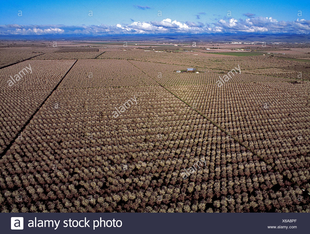 Landwirtschaft Luftbild Von Grossen Mandelplantagen In Voller Blute Im Fruhling In Der Nahe Von Durham Kalifornien Usa Stockfotografie Alamy
