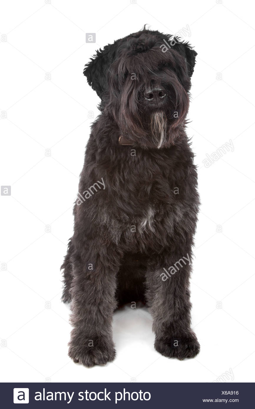 Bouvier Des Flandres Vor Einem Weissen Hintergrund Stockfotografie Alamy
