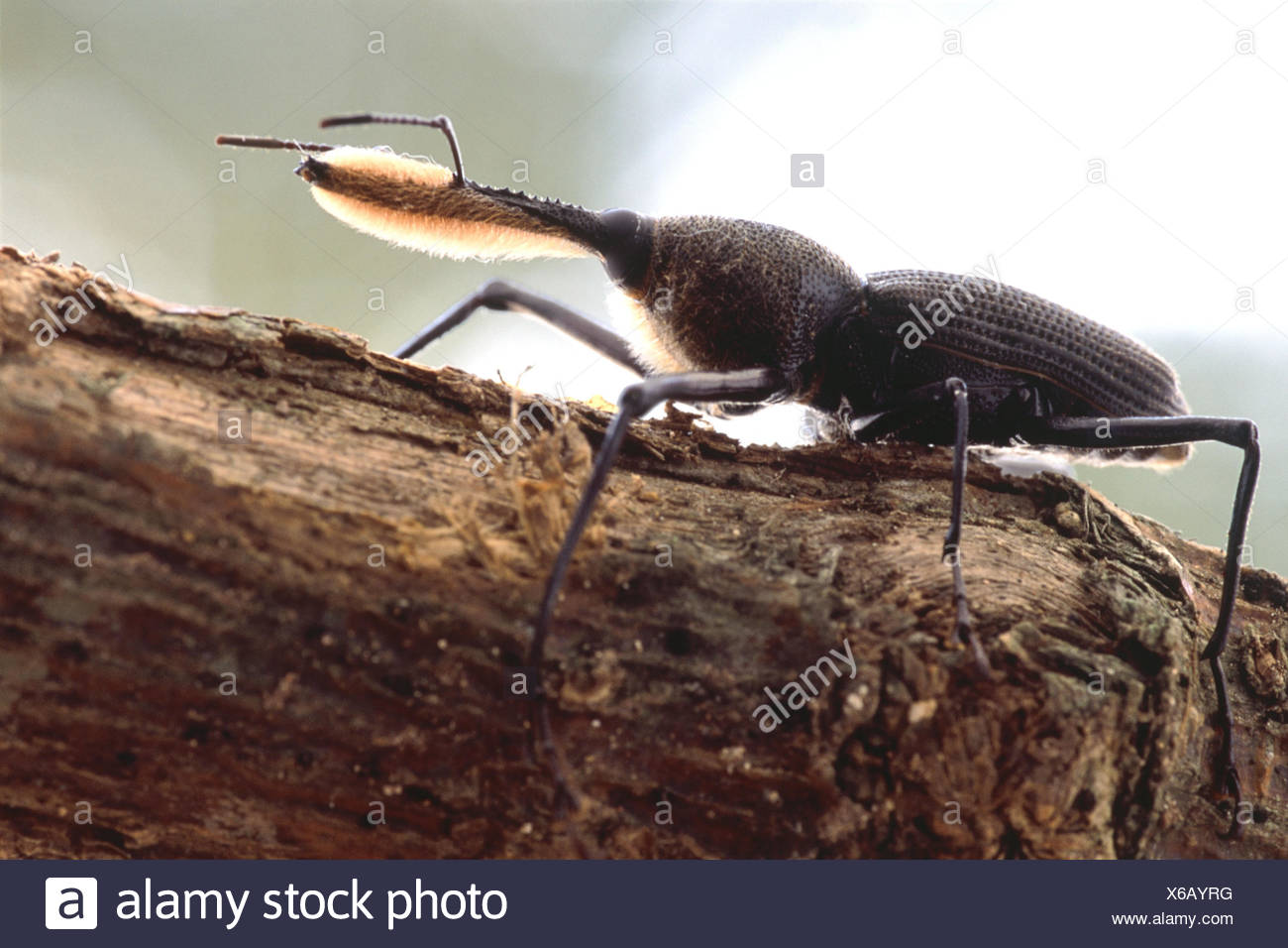 Rhynchophorus Palma Around Stockfotos und bilder Kaufen Alamy