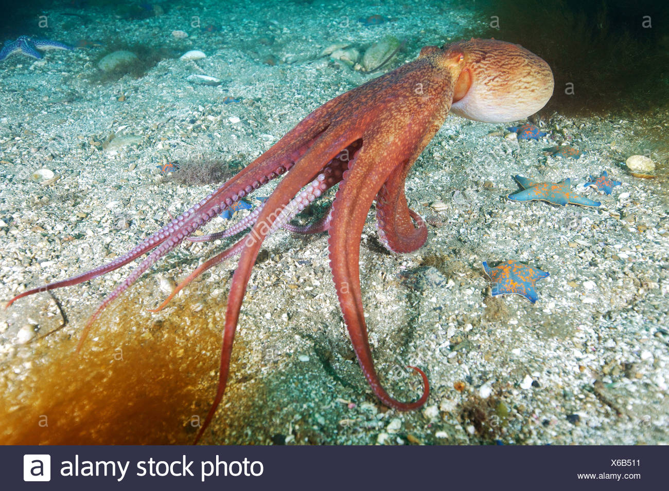 Pazifische Riesenkrake Pazifische Riesenkrake