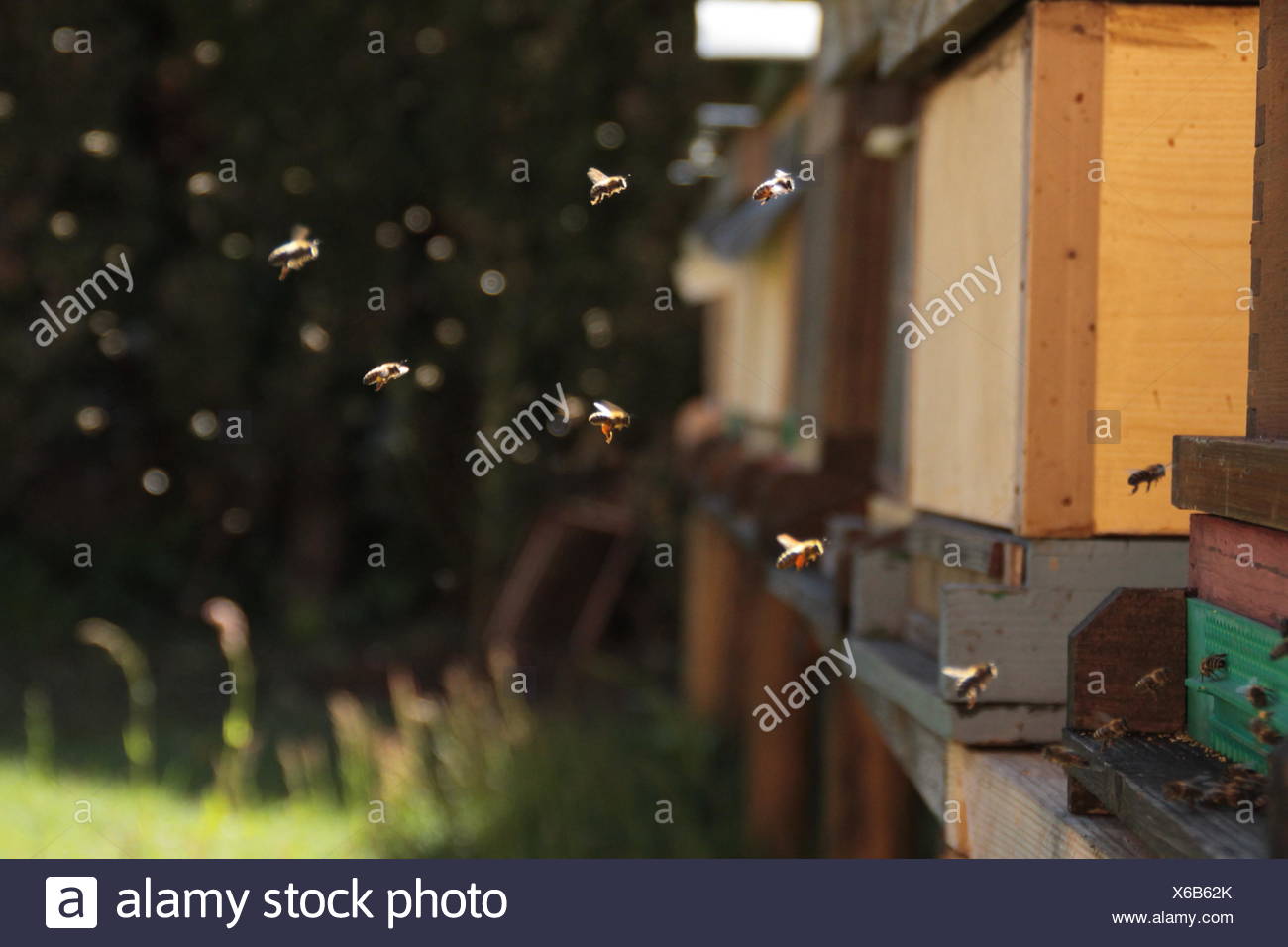 Insekt Biene Fruhling Bienen Bienenstock Biene Ehrung