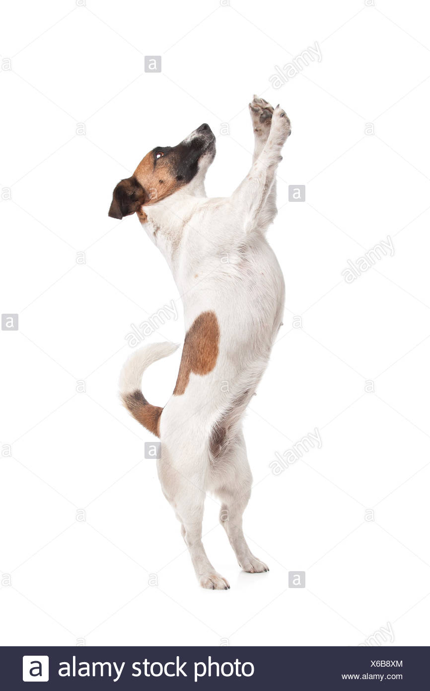 Jack Russel Terrier Stockfotografie Alamy Jack Russel Terrier Stockfotografie Alamy