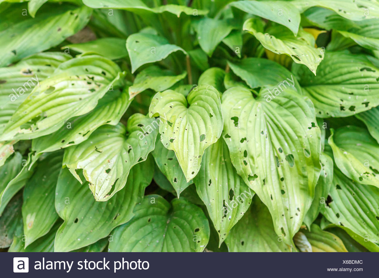 Schneckenvernichtung Stockfotos Schneckenvernichtung Bilder Alamy