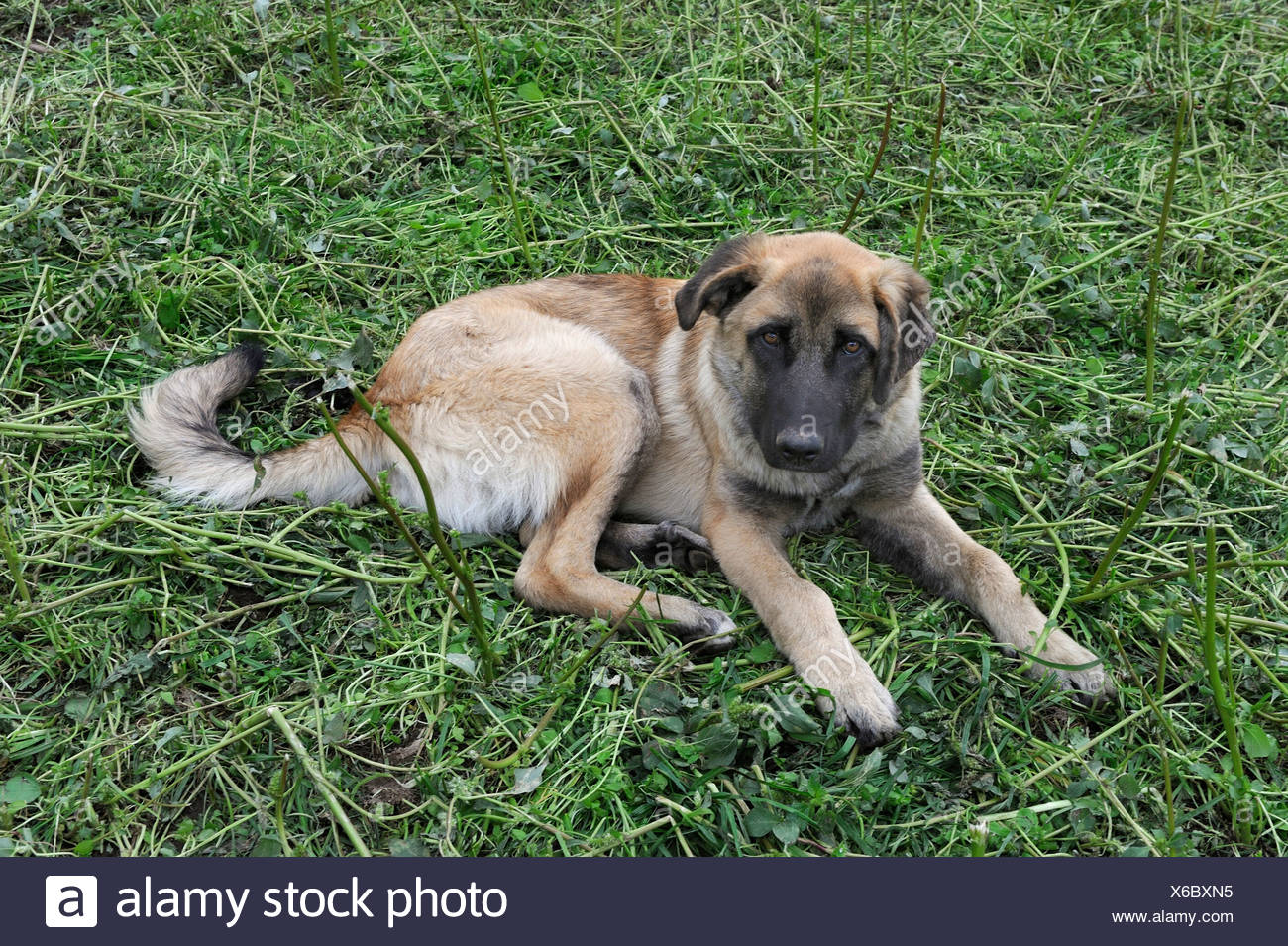 Junger Schäferhund der portugiesischen Rasse Cão da Serra Da Estrela