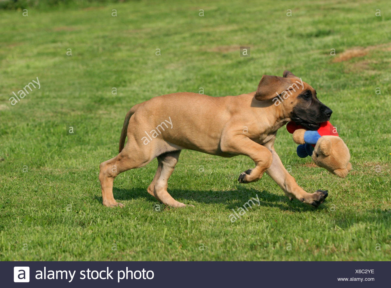 Rennender Deutsche Dogge Welpe Laufen Deutsche Dogge Welpe