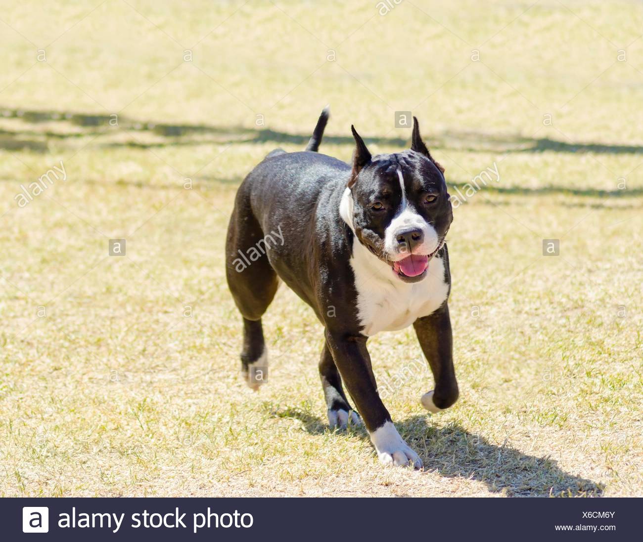 Standard American Bulldog Stockfotos Und Bilder Kaufen Alamy