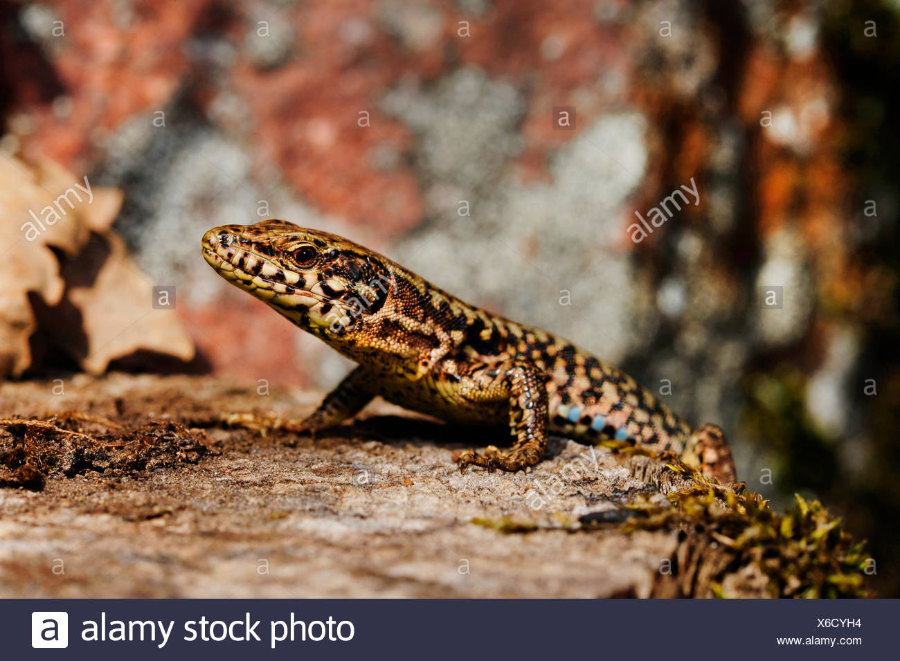 gemeinsame Wand-Eidechse (Lacerta Muralis, Podarcis Muralis), auf einen Baum Haken, Seitenansicht, Deutschland, Baden-Württemberg, Schwarzwald Stockfoto