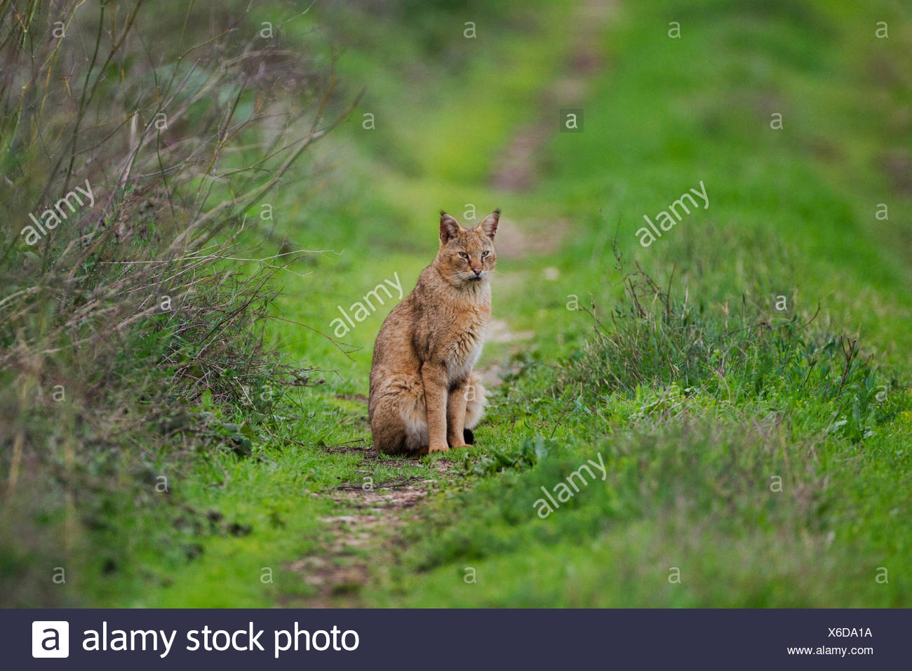 Dschungelkatze Felis Chaus In Freier Wildbahn Reed Cat Oder Sumpf Luchs Manchmal Genannt In Israel In Der Freien Wildbahn Fotografiert Stockfotografie Alamy