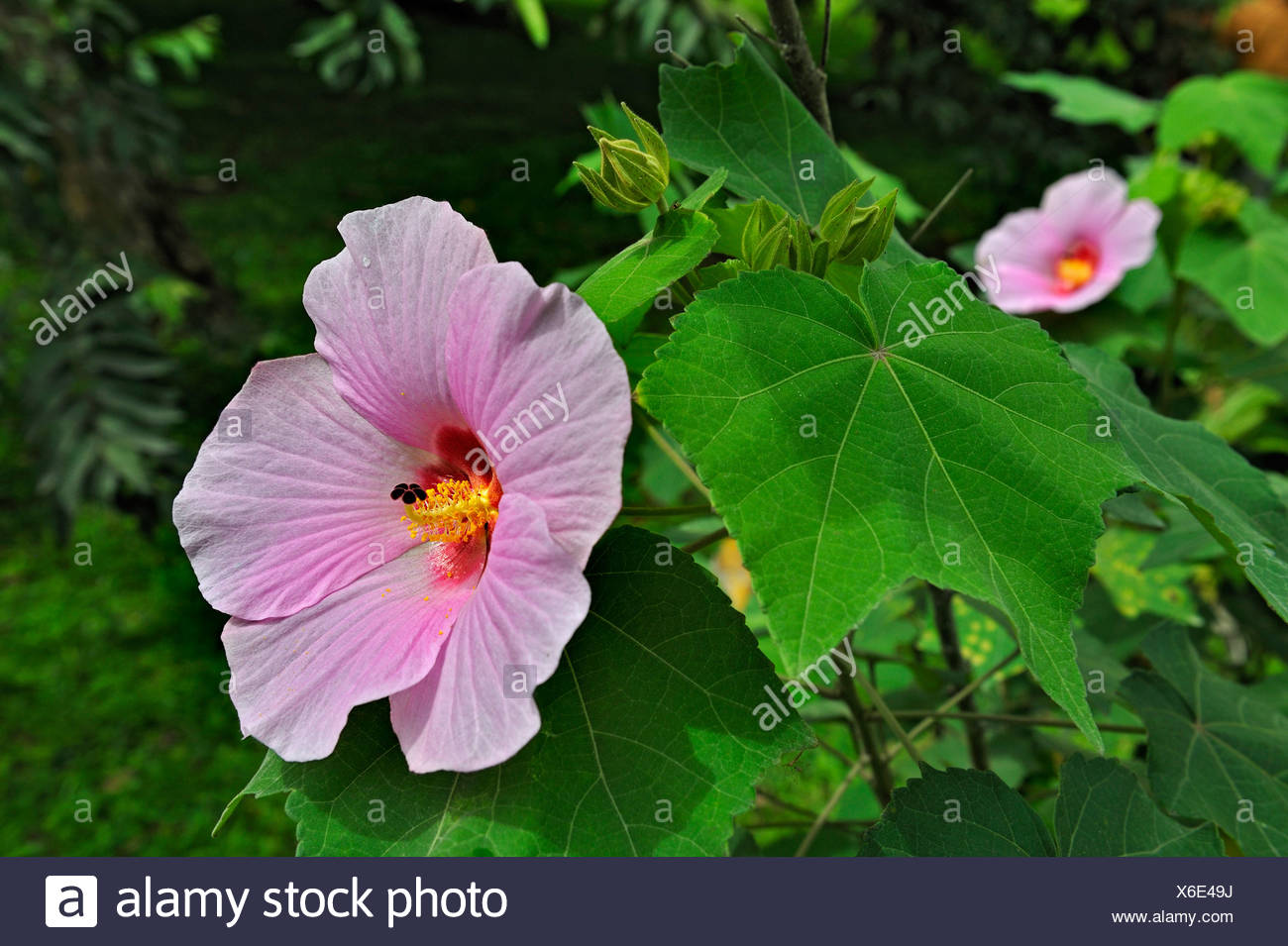 Hibiscus Flowers In Costa Rica Stockfotos Und Bilder Kaufen Alamy