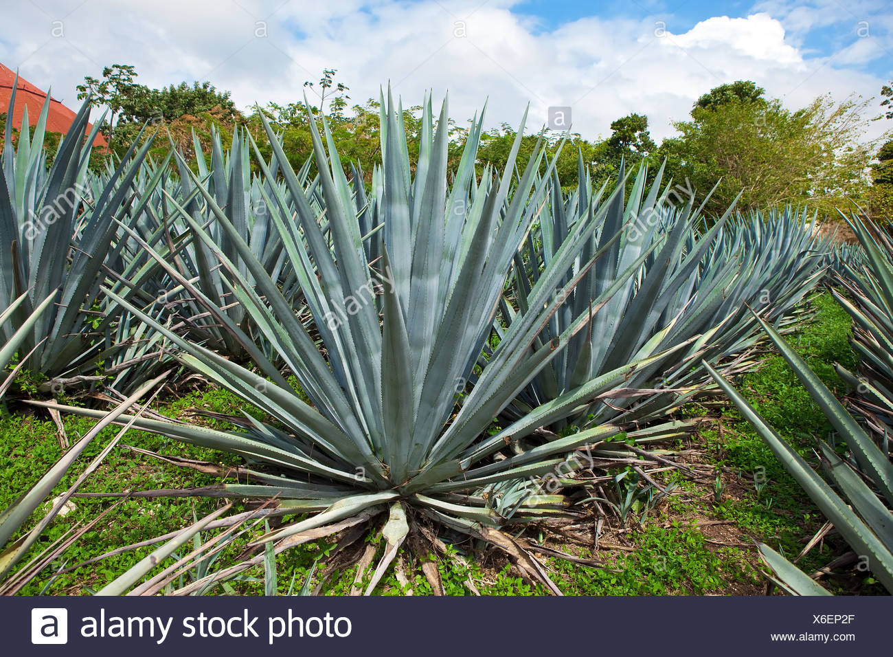 Agavenfaser Stockfotos & Agavenfaser Bilder - Alamy