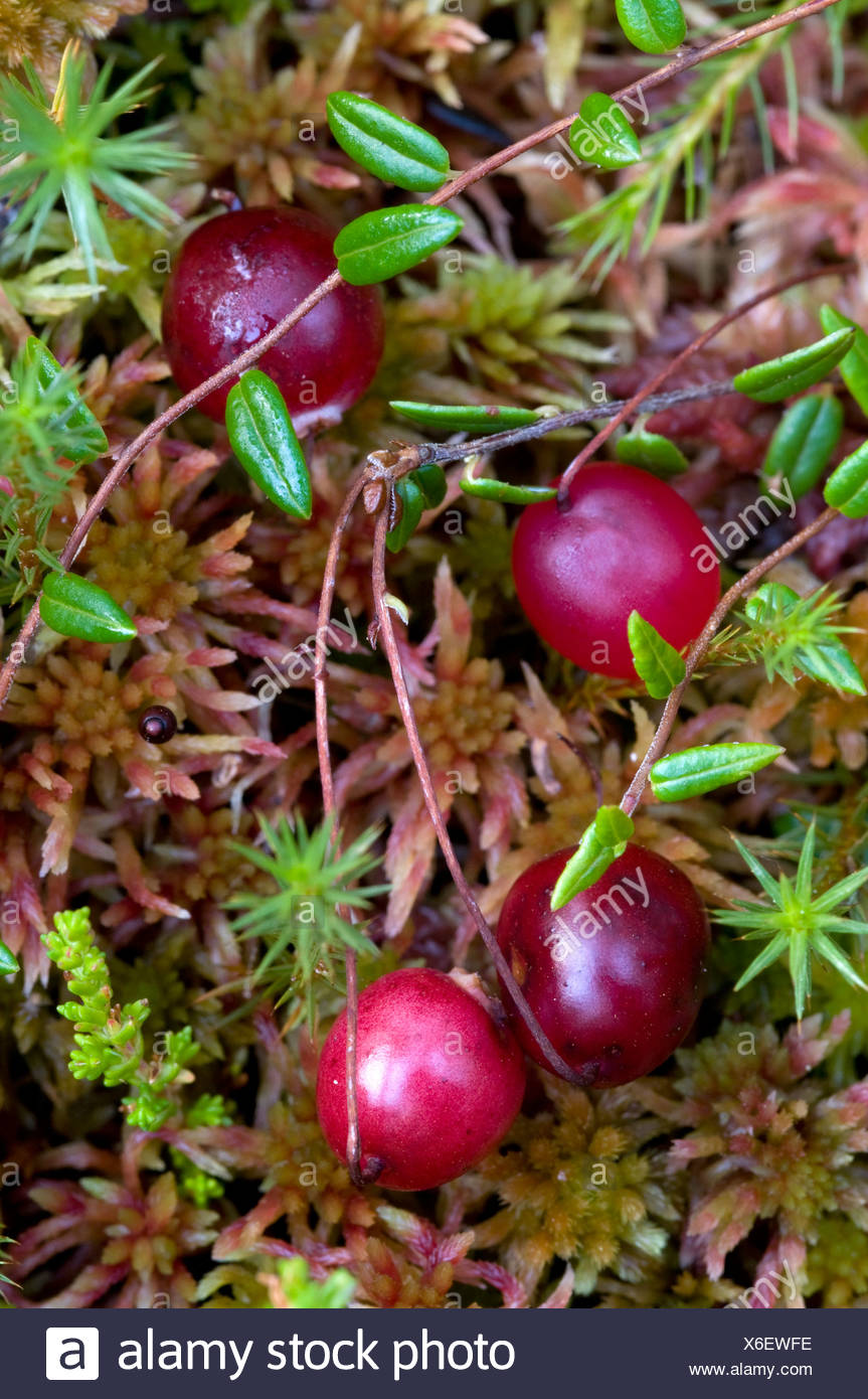 Gewöhnliche Moosbeere Stockfotos und bilder Kaufen Alamy