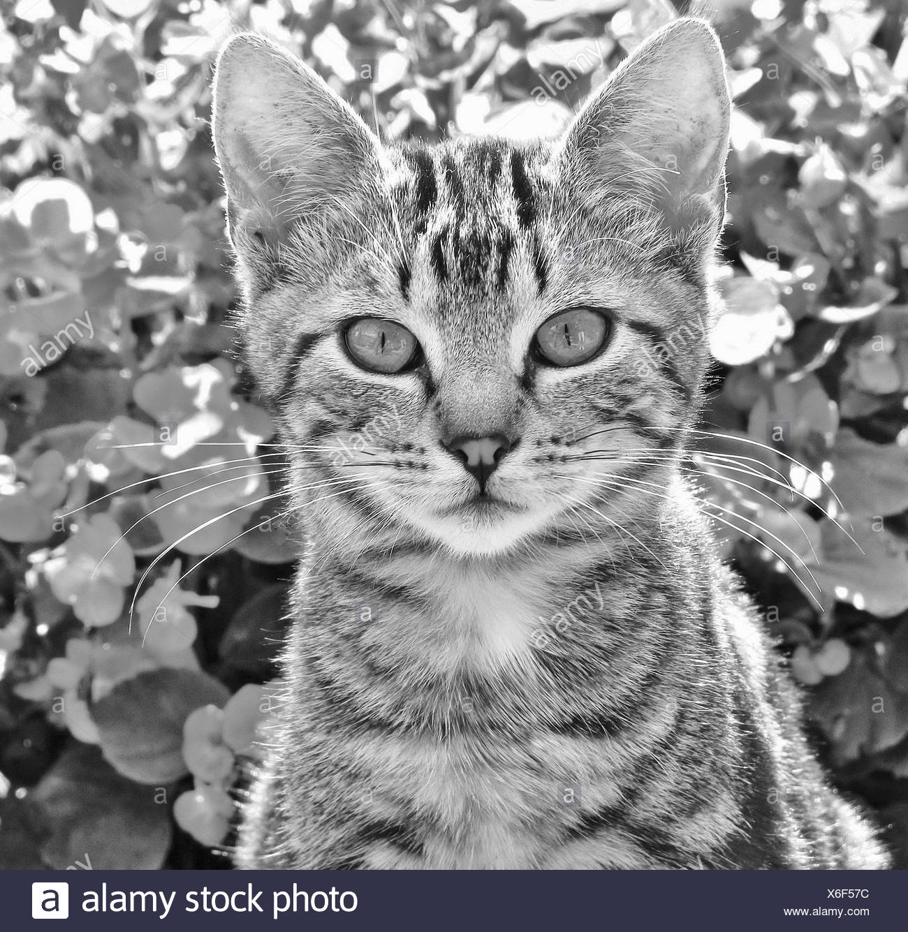 Tier Katze Tiger Kopf Blick Blick Jung Stockfoto Bild