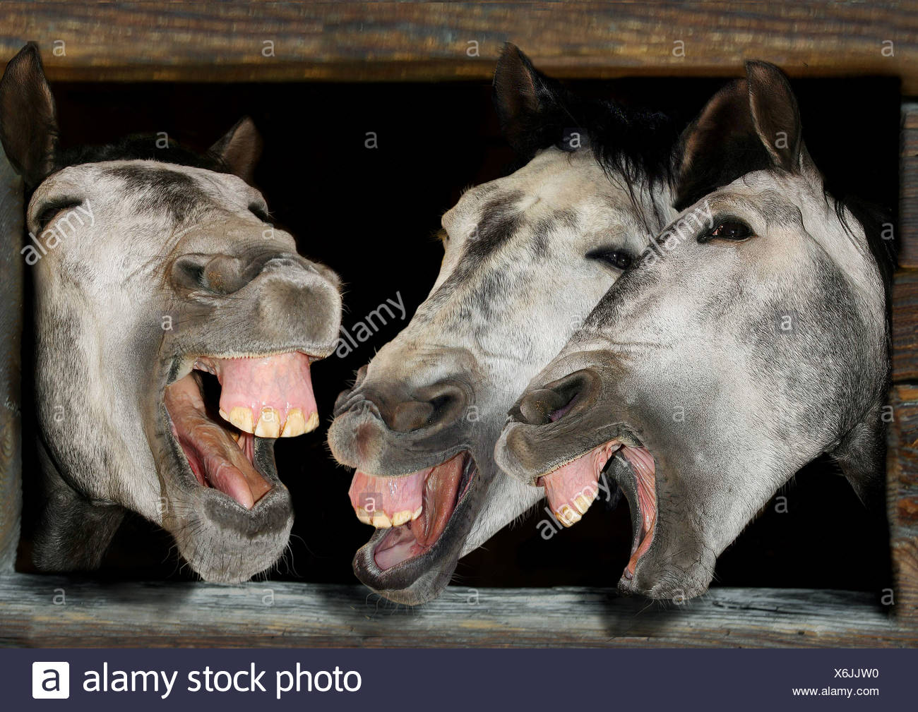 Lachendes Pferd Stockfotos & Lachendes Pferd Bilder Alamy