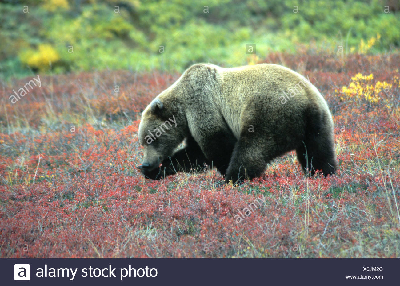 Brauner Bar Grizzly Bar Ursus Arctos Horribilis Stehend Und Essen Von Beeren In Der Tundra Fallen Farben Rot Usa Alaska Stockfotografie Alamy