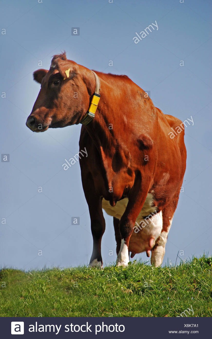 Milcheuter Milcheuter