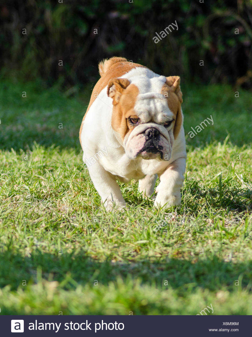 Muskulöser Schwerer Hund Stockfotos und bilder Kaufen Alamy