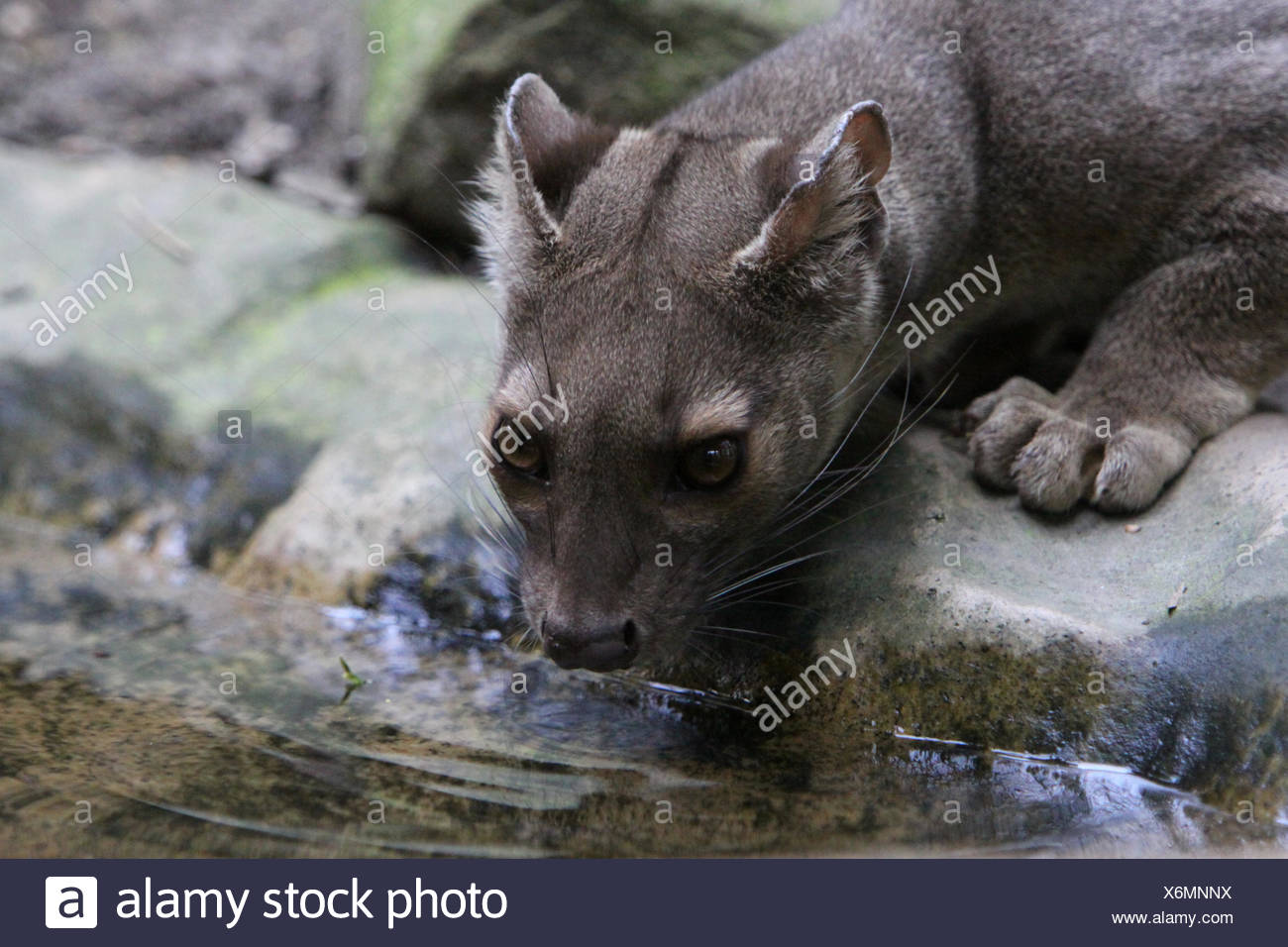 Säugetier Raubtier Madagaskar Pussycat Katze Hauskatze