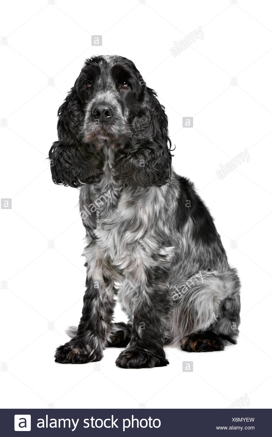 images Blue Roan Cocker Spaniel Images https www alamy de dark blue roan cocker spaniel image279514449 html