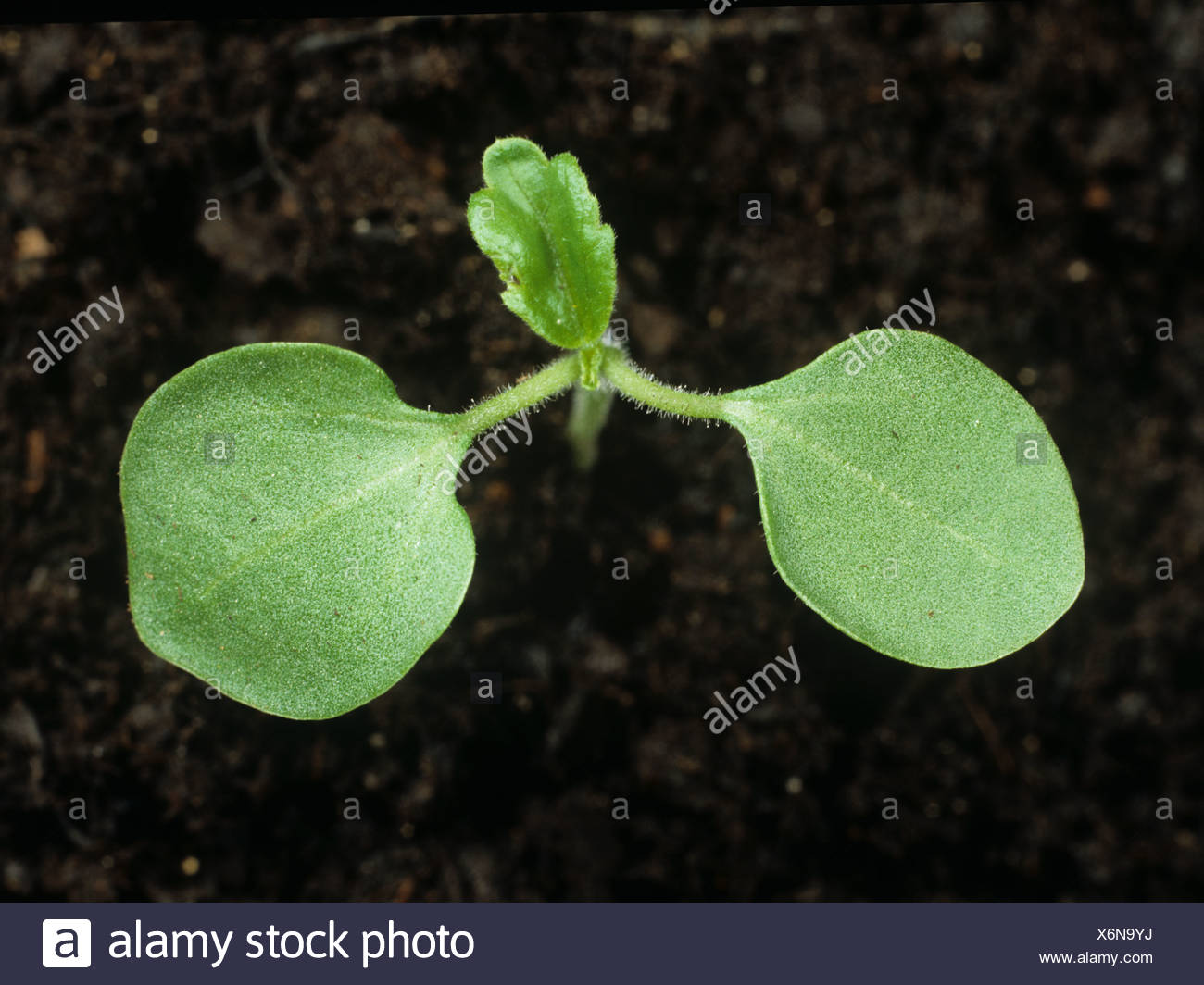Black Eyed Susan Leaves - Black Eyed Susans Plant Care Growing Guide, Some of the stalks and flowers seem to be wilting before they turn brown, though.