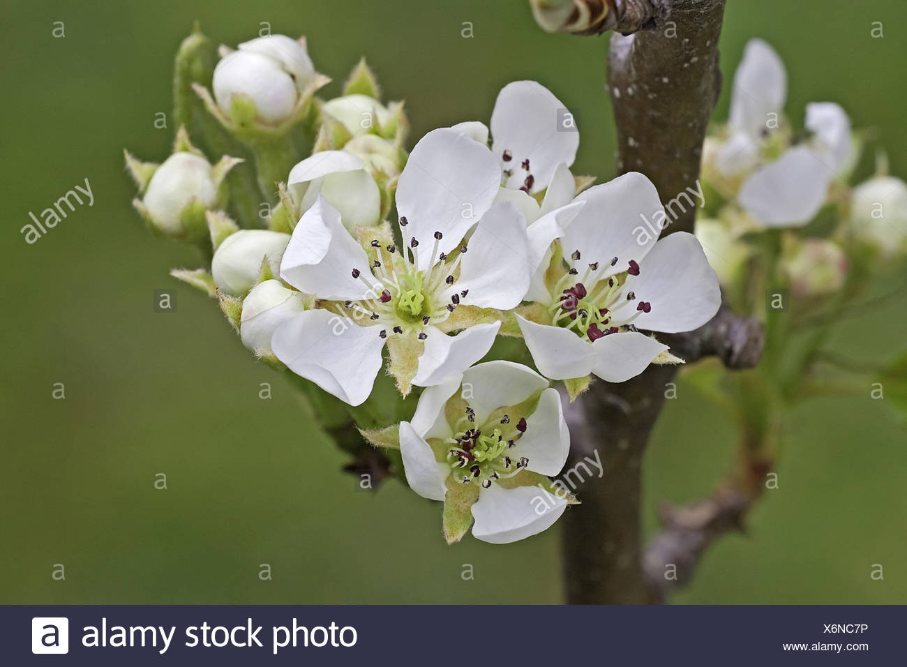 Birne Birne Blute Pyrus Communis Warwickshire Blute Farbe Bluhen