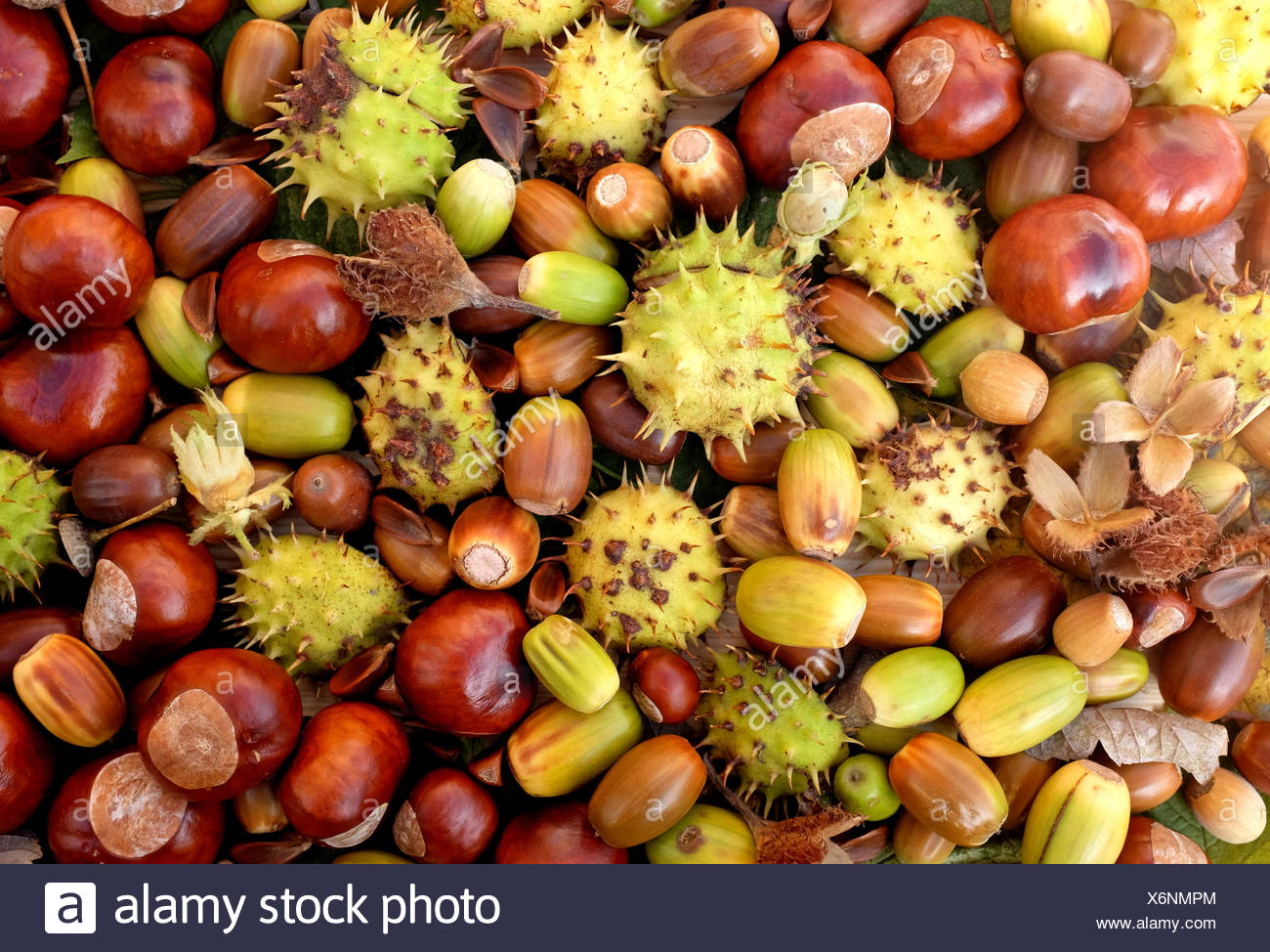 Bunter Herbst Detritus Von Kastanien Eicheln Bucheckern Und Cobnuts Als Einen Naturlichen Hintergrund Stockfotografie Alamy