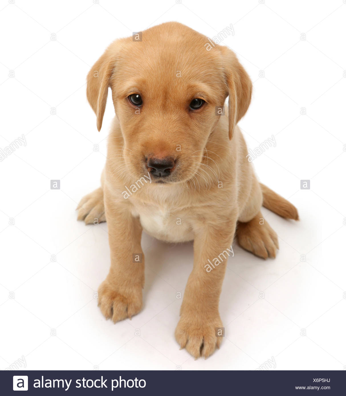 Gelber Labrador Welpe Alter 8 Wochen Sitzen Und Nach Oben Schauen Stockfotografie Alamy