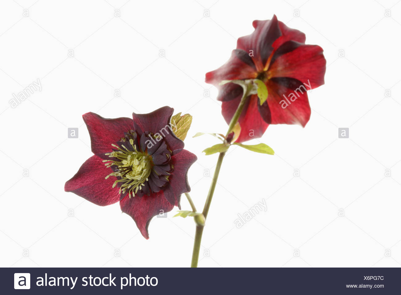 Germer Offenen Schwarzen Nieswurz Blume Kopf Auf Einen Stiel Mit Einer Zweiten Blute In Ruckansicht Blickrichtung Von Einer Reinen Weissen Hintergrund Stockfotografie Alamy