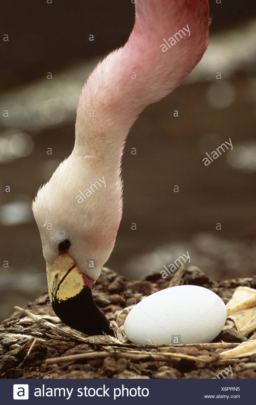 Flamingo Ei Stockfotografie Alamy