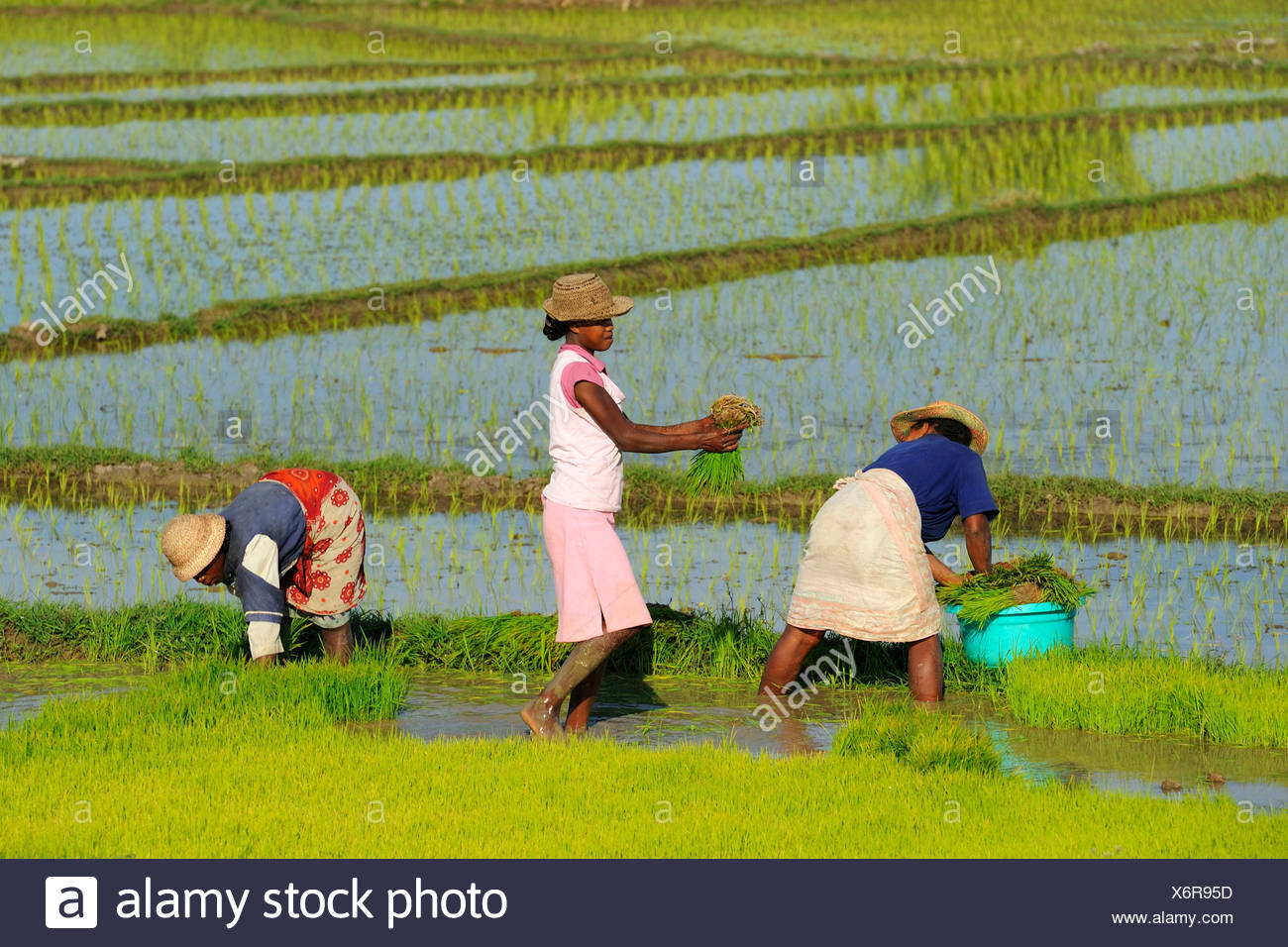 Madagassische Frauen Ernten von Reis in der Nähe von Morondava