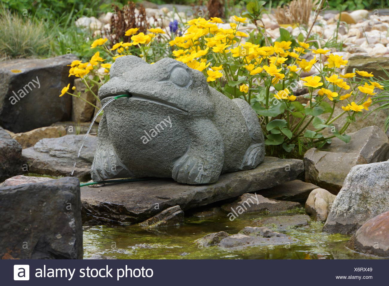 Wasserspeier Frosch Richtung Garten Teich Stockfotografie Alamy