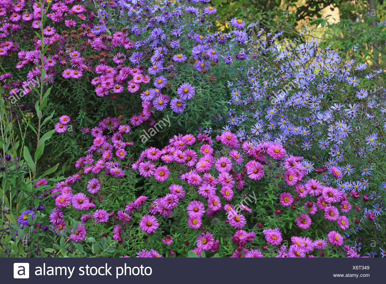 Aster Aster Spec Herbst Astern Bluhen Stockfoto Bild