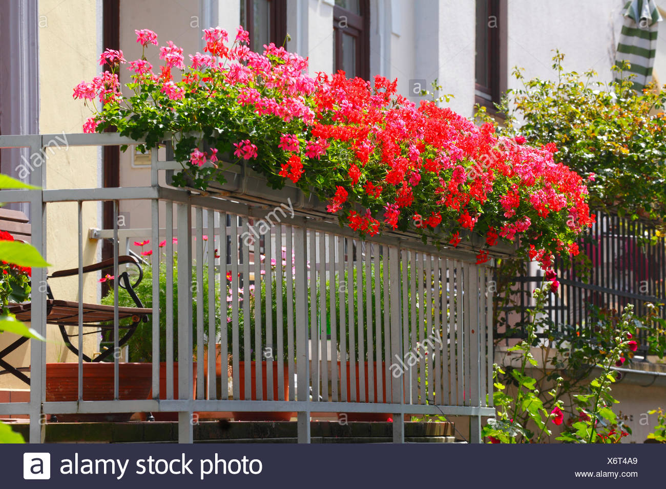 Rot blühende Geranien (Pelargonium) in Blumenkästen auf dem Balkon