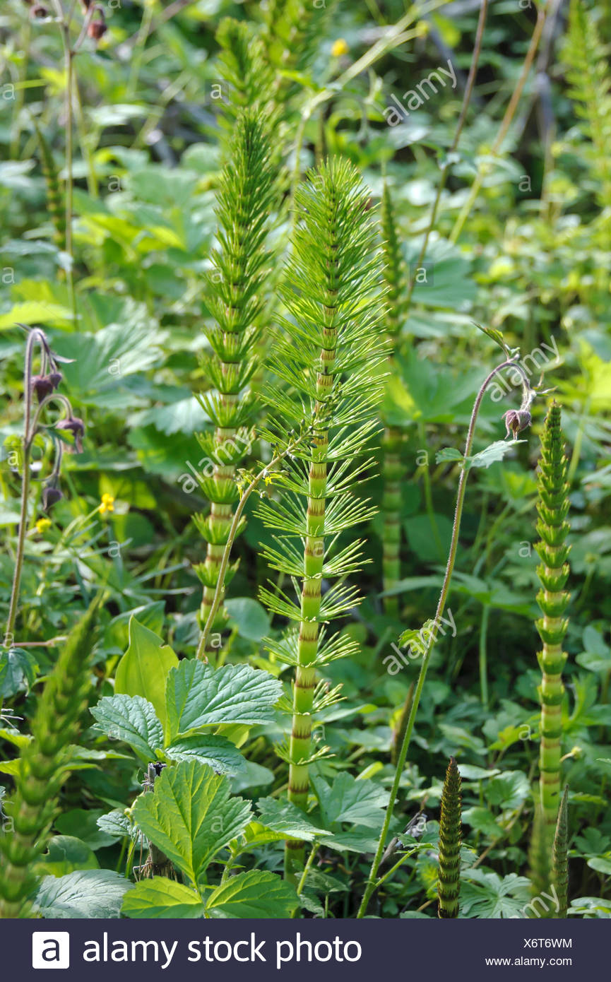 Grossen Schachtelhalm Equisetum Telmateia Equisetum Telmateja