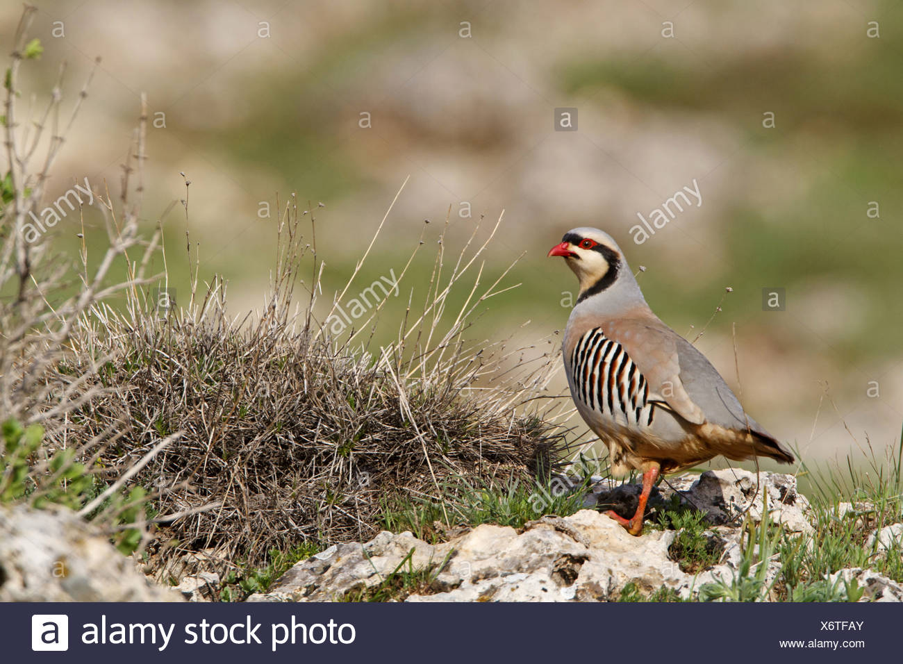 Chukar Rebhuhn Alectoris Chukar Auf Dem Boden Sitzend Turkei Adyaman Nemrut Dagi Karadut Stockfotografie Alamy