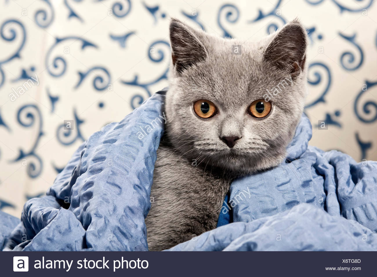 Kartäuser Britisch Kurzhaar Katze Farbe Blau Mit Einer